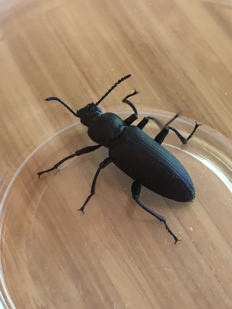 30 Superworm Beetles (zophobas morio)  LIve