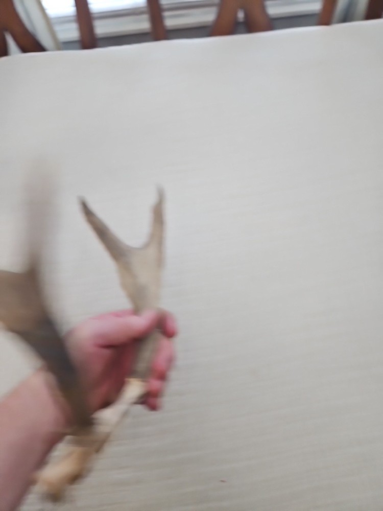 WHITE TAIL DEER ANTLERS