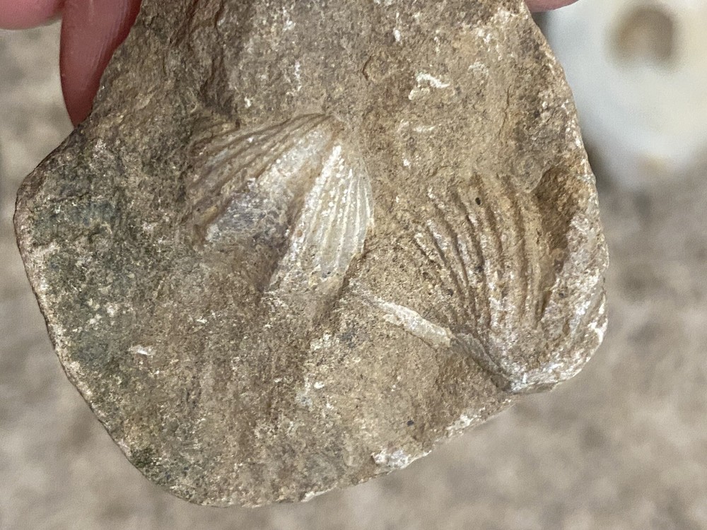 Devonian Brachipod (set Of 5)