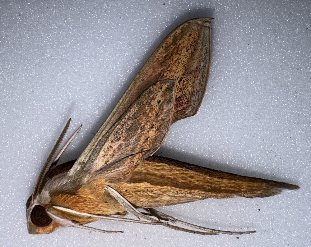 UB8 - Tersa Sphinx Moth - Xylophanes Tersa 2