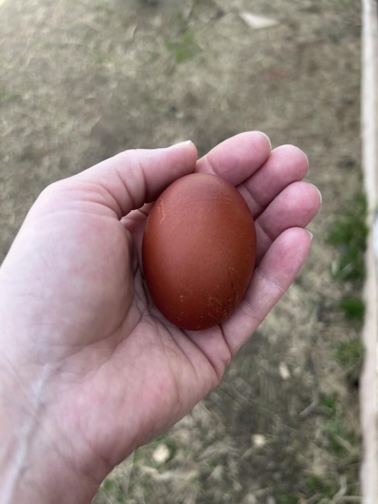 Chocolate Maran eggs 1 Dozen