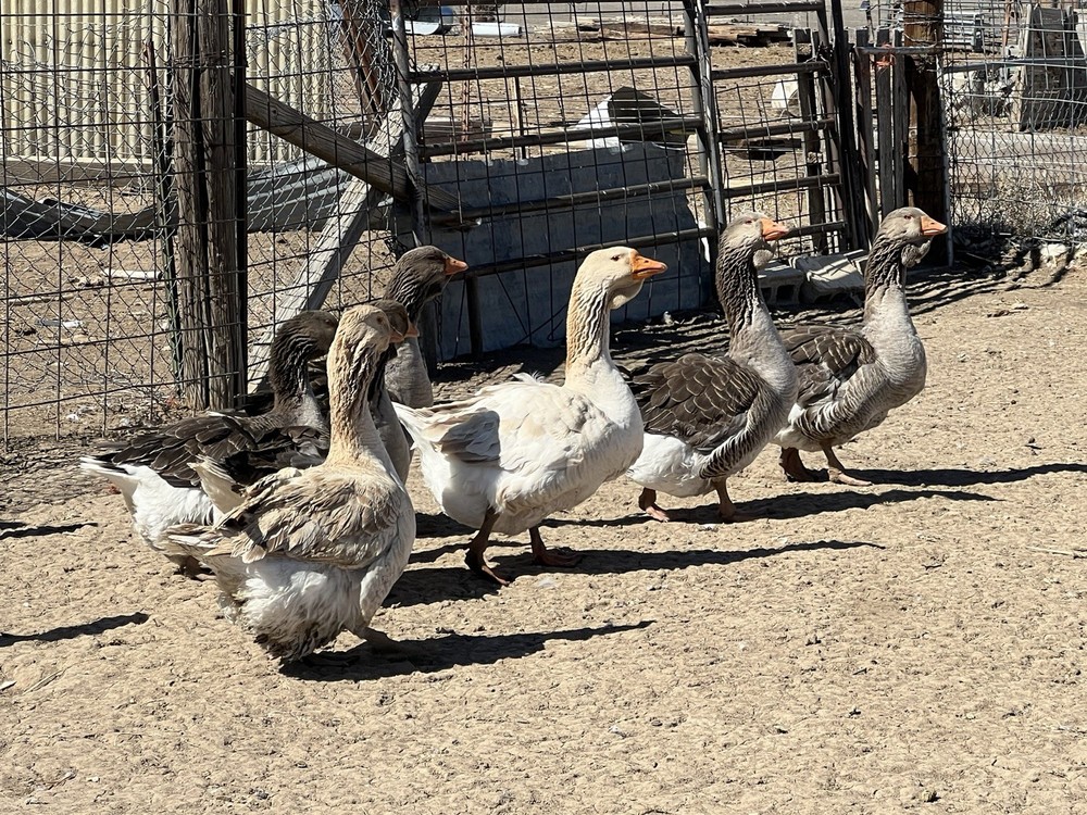 Jumbo Dewlap Toulouse Hatching Eggs