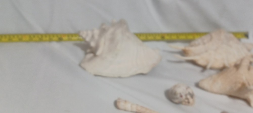 Assorted Large Conch / Seashell Lot See Pics