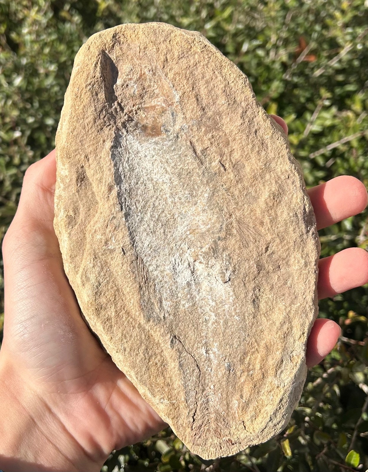 Rhacolepis Fossil Fish Brazil Santana Formation Cretaceous Pachyrhizodontidae