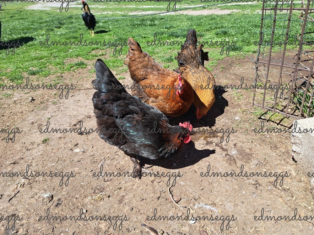 12 Colorful Hatching EGGS.multi Gen Olive EGGER Easter Egger Free Ranging Mix