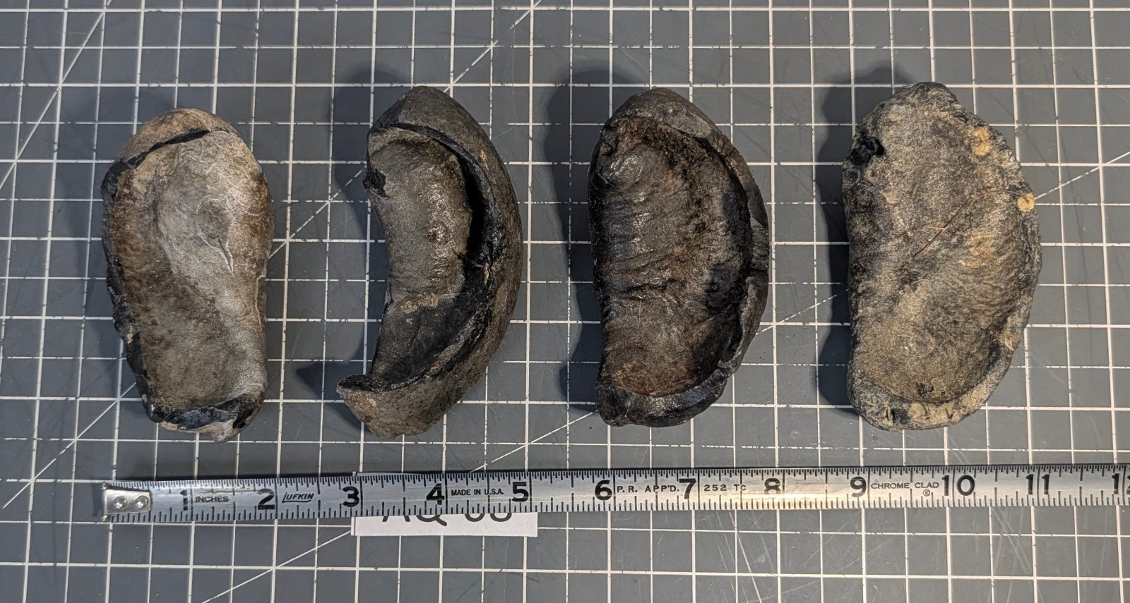 ** (RARE) (4) Fossilized Whale Ear Bones (~860g) AQ-08