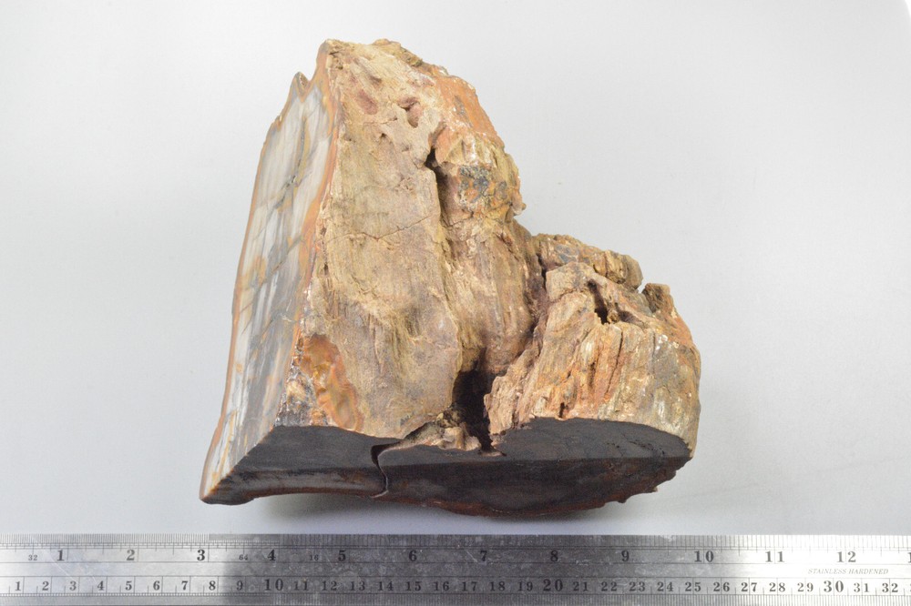 Petrified Wood Round, Saddle Mountain, Washington