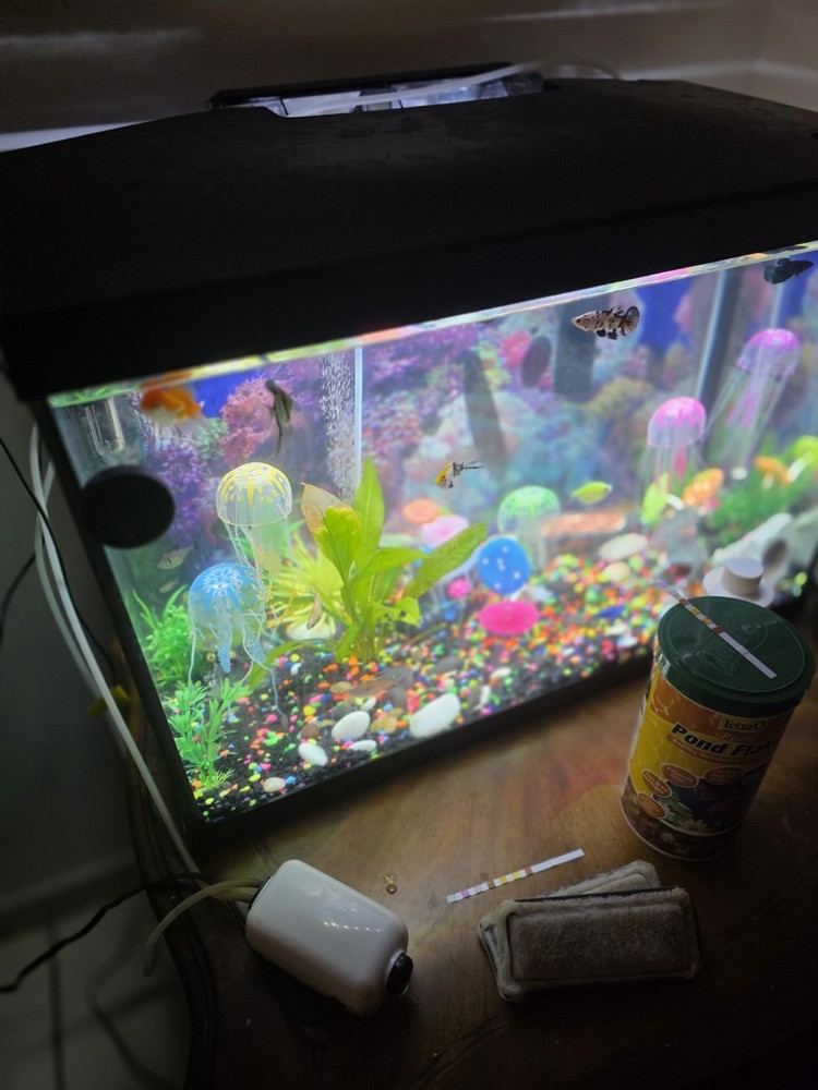 20-Gallon Complete Aquarium Setup (With Fish)