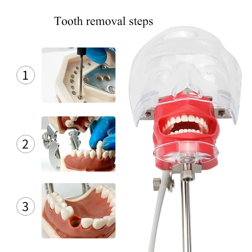 Dental Simulator Mannequin Head Typodont Teeth Model Phantom Dexter Head Teeth