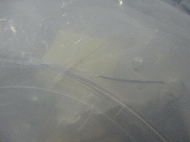 Quartz Ring, 91-00605, 321684