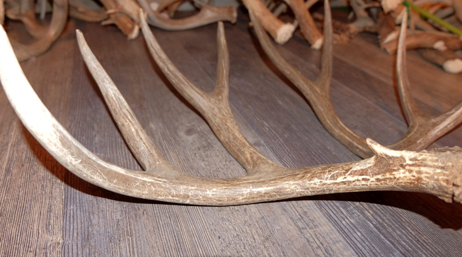 Nice Set Mule Deer Antlers Sheds Taxidermy Mount Cabin Decor Buck Horns