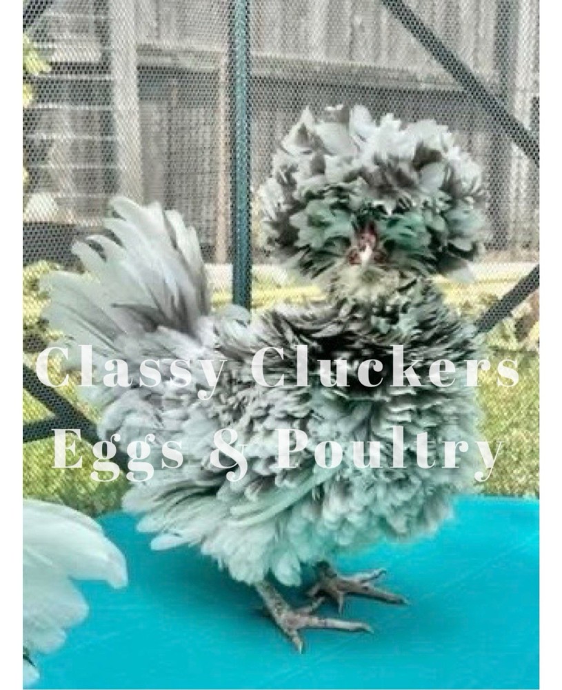 ✨ Confetti Frizzle Polish Hatching Eggs