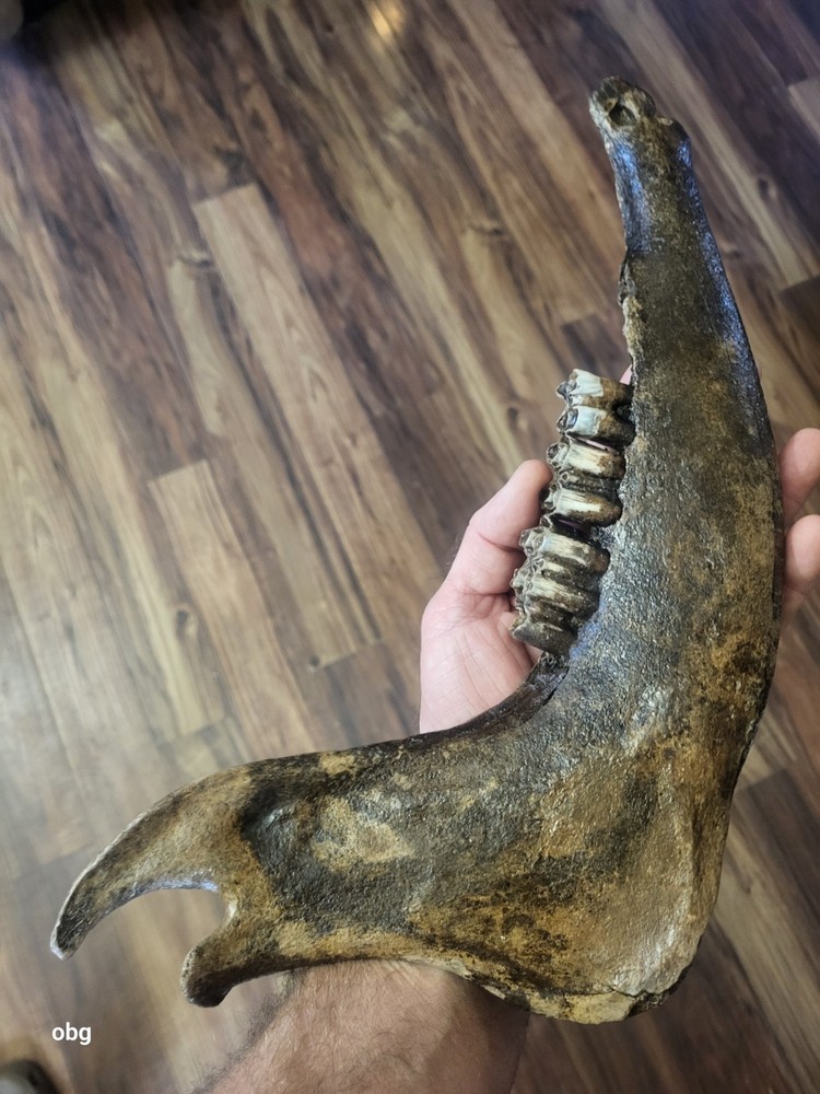 Historic Bison lower jaw bone buffalo