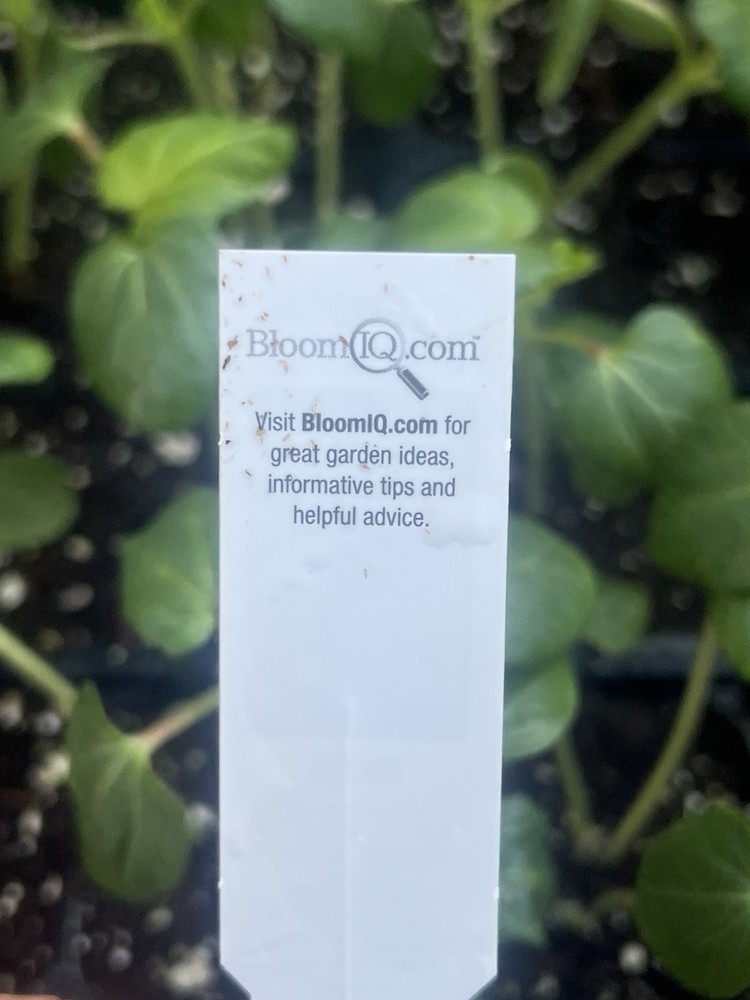 3 Live OKRA Clemson Spineless Plants