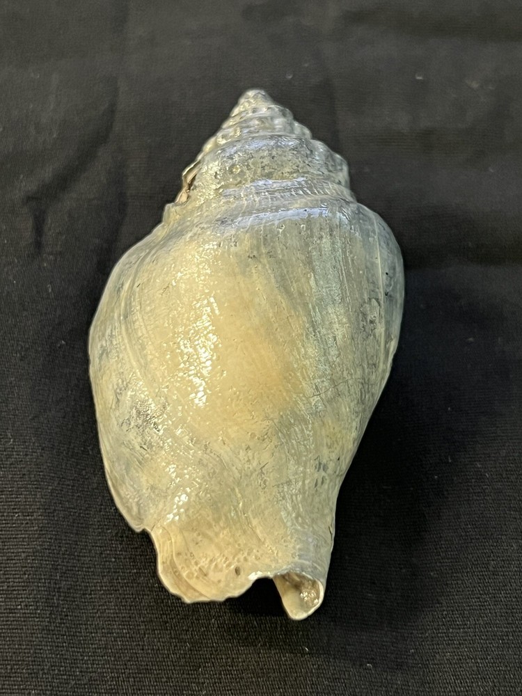 RARE Fossilized FIGHTING CONCH, Pliocene Era.