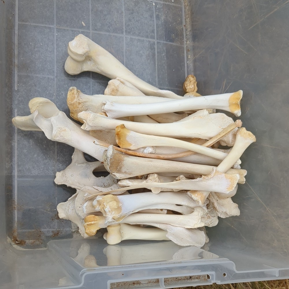 Bone Lot Farm NoBleach NoBoil NEED DEGREASE 30pc NaturallyDeceased MIX long bone