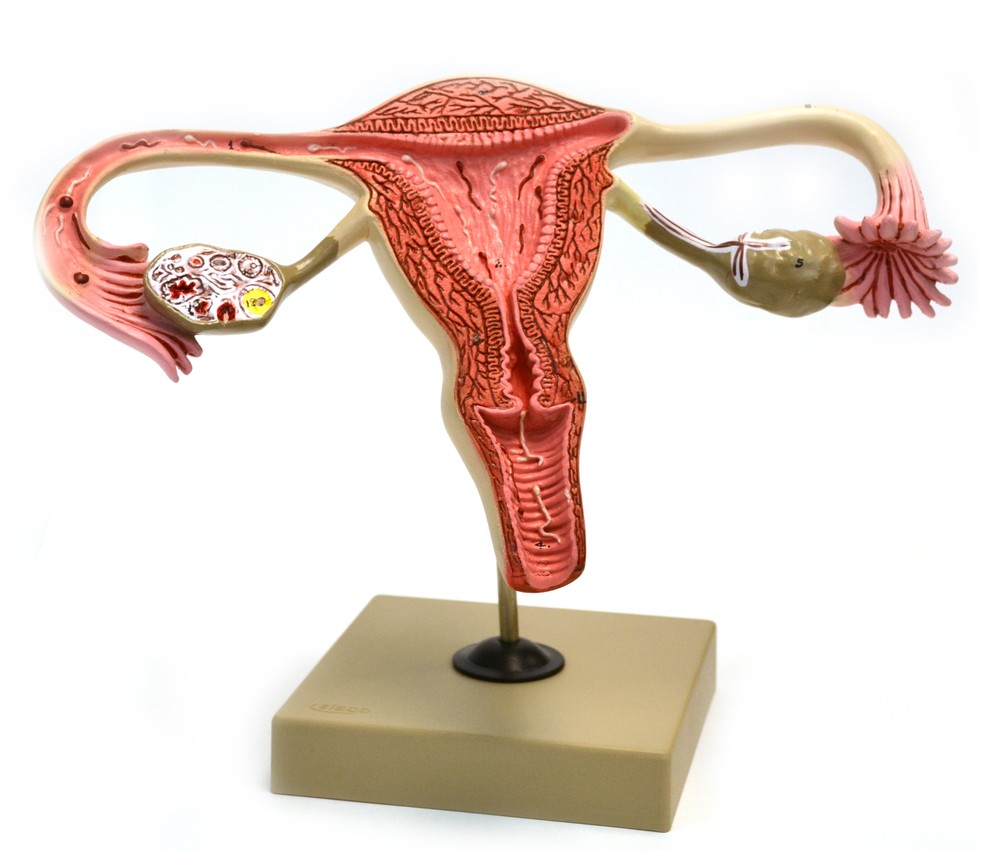 Eisco Labs Human Female Reproductive System Model
