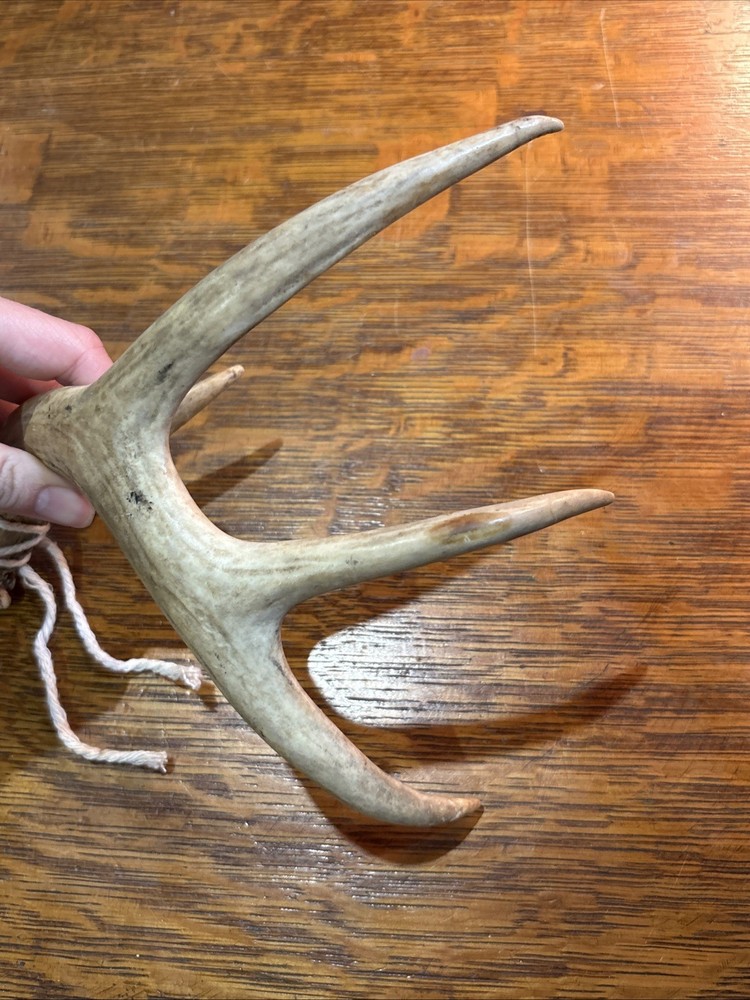 Naturally Shed Deer Antler Single 4 Point Small