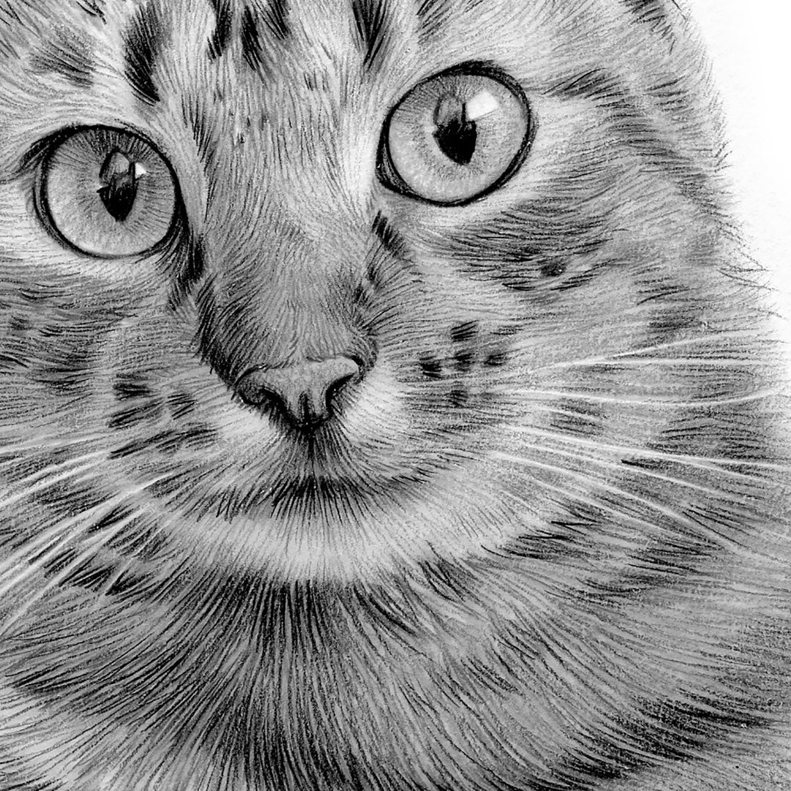 Original pencil drawing of a Tabby Cat - 8" x 6" size signed by artist