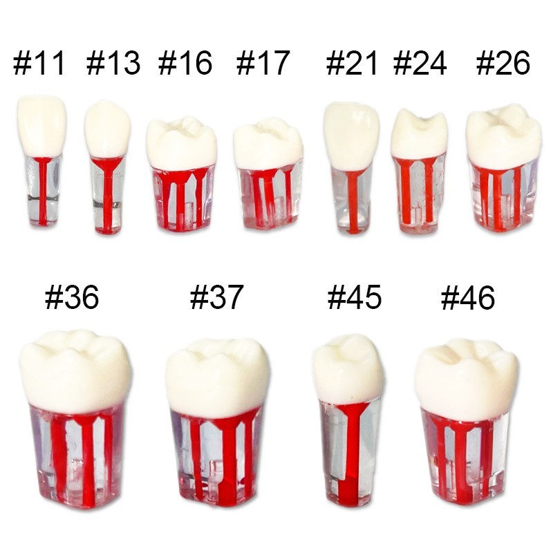 20Pcs Dental Endo Root Canal Teeth Model Practice RCT Pulp Study Typodont Model
