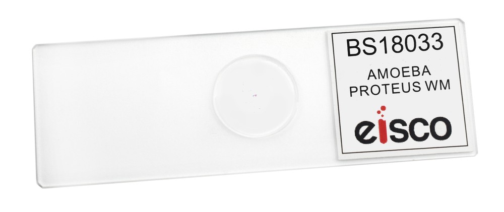 25PK Amoeba Proteus - Prepared Microscope Slides, 75x25mm - Eisco Labs