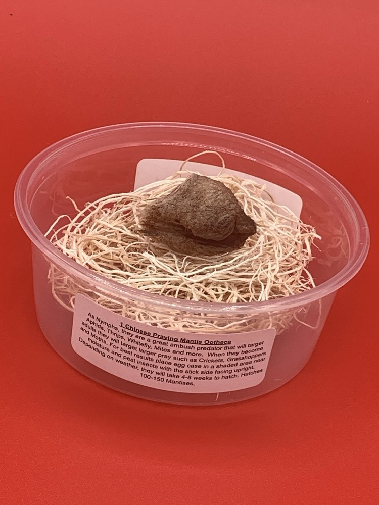 1 Chinese Praying Mantis Egg Case