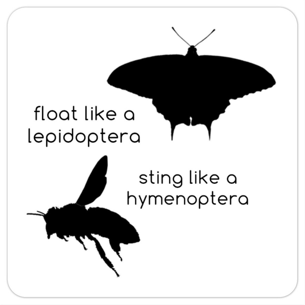 Float like a lepidoptera Sting like a hymenoptera 2in sticker