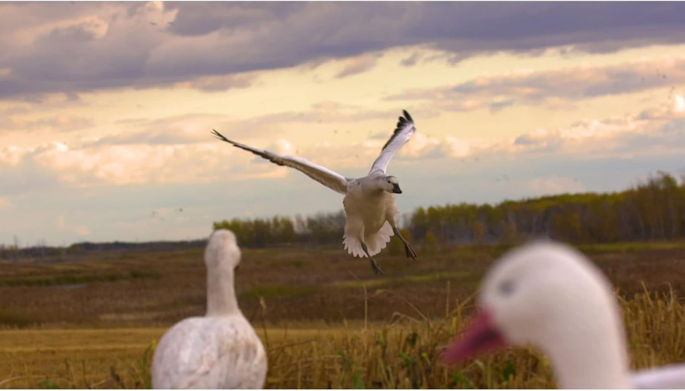 Half Shell Goose Decoys for Waterfowl Hunting | Realistic & Stackable for Optima