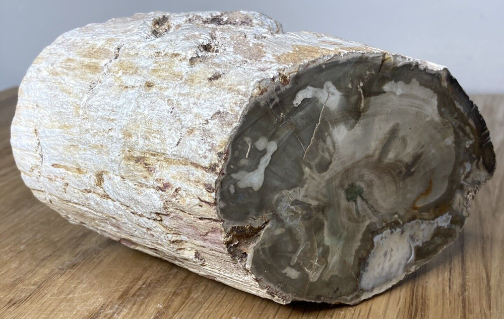 Fossil Specimen, Silicified Tree Branch Section, USA, 90mm