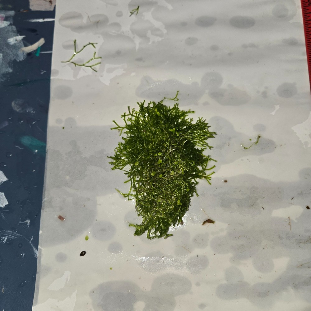 Riccia Fluitans Moss (Crystalwort) (floating)