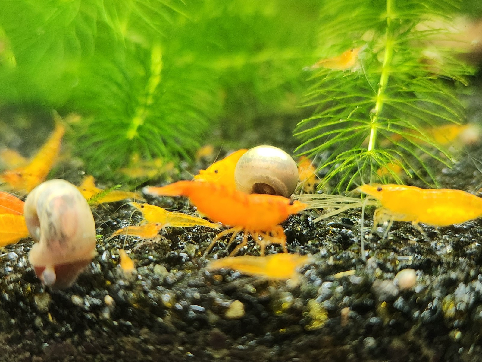 Small Freshwater Cleanup Crew – 2 Plecos, 20 Shrimp, 20 Snails - Algae Eaters