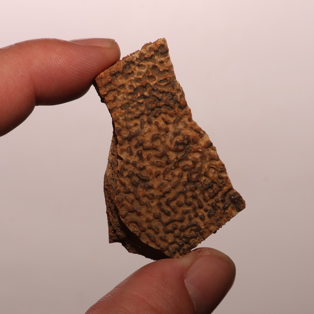Turtle Shell Dinosaur Aged - Hell Creek Formation - Nice - CRETACEOUS