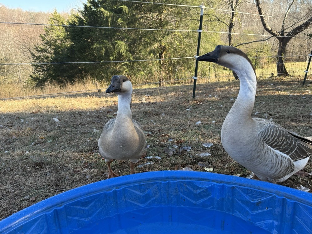 8 Geese Eggs