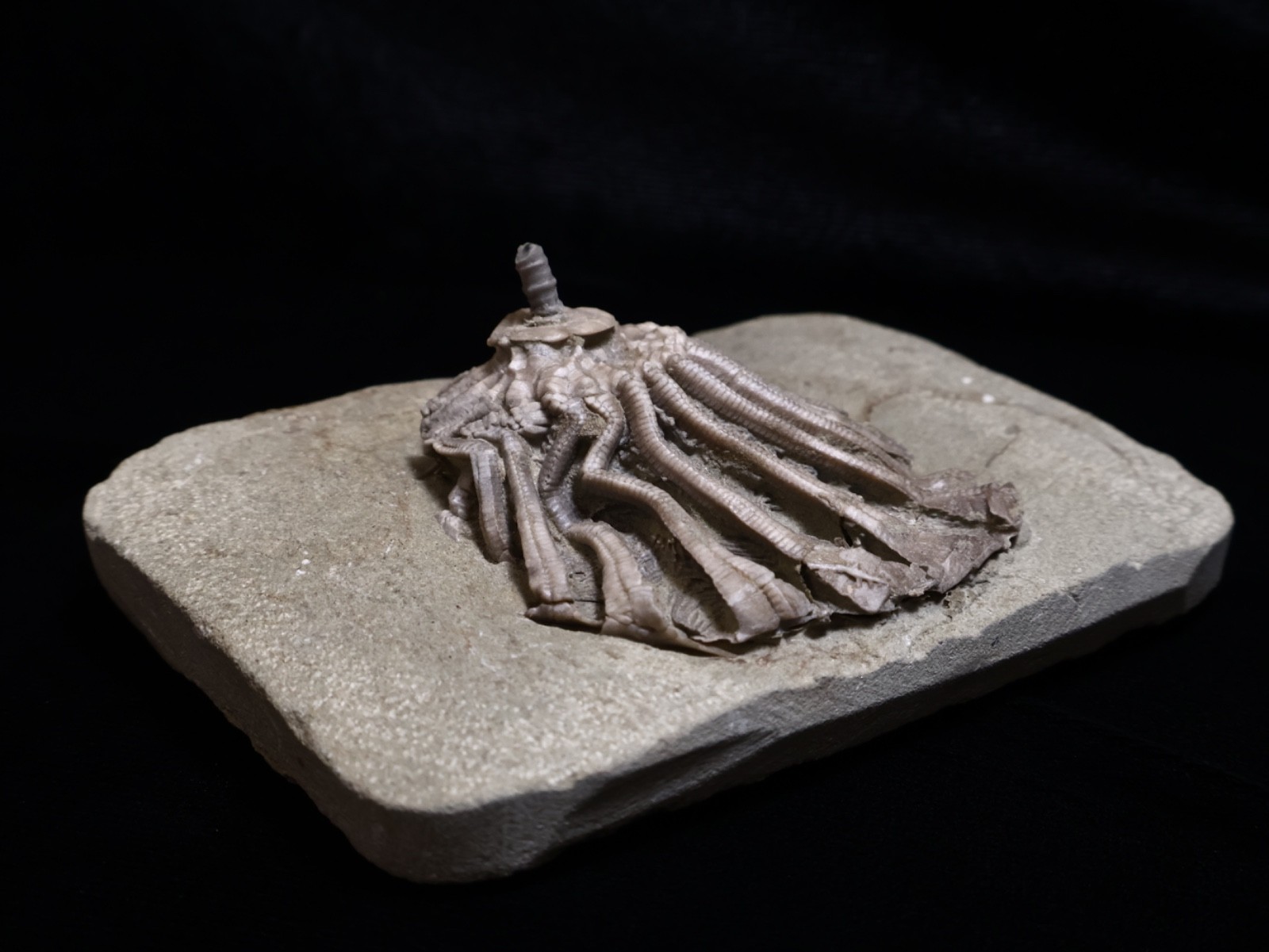Revealing Fossil Crinoid, Crawfordsville, Indiana