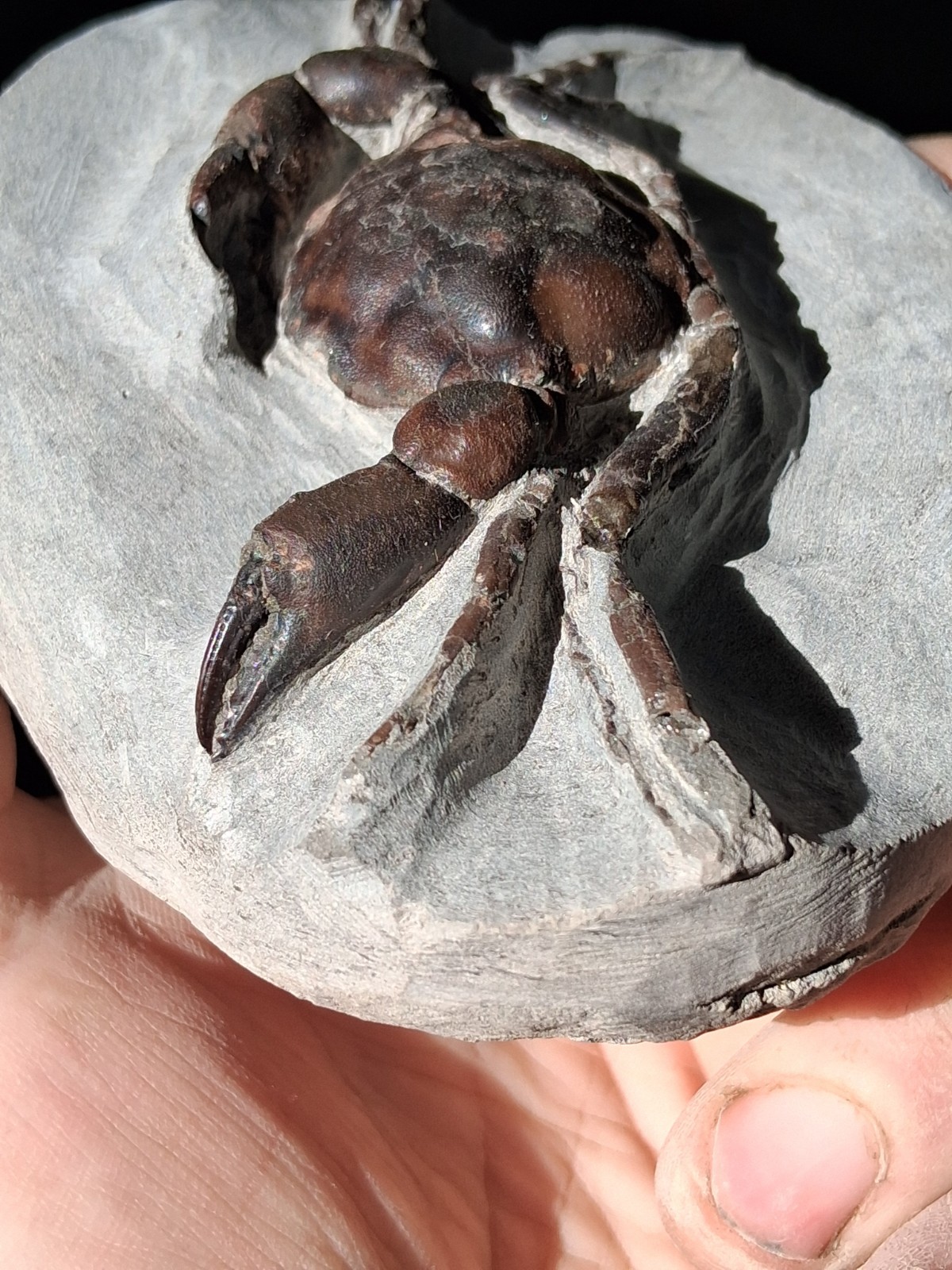 Pulalius Vulgaris Crab Fossil Specimen Washington State