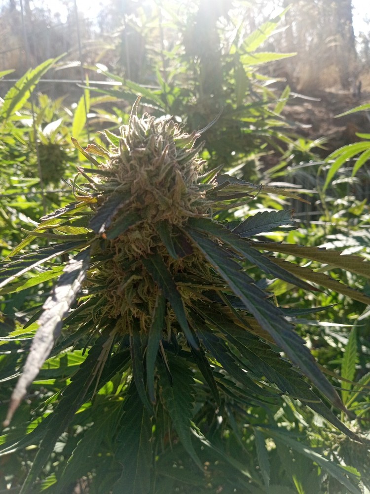 Canna-bloom By Mankind