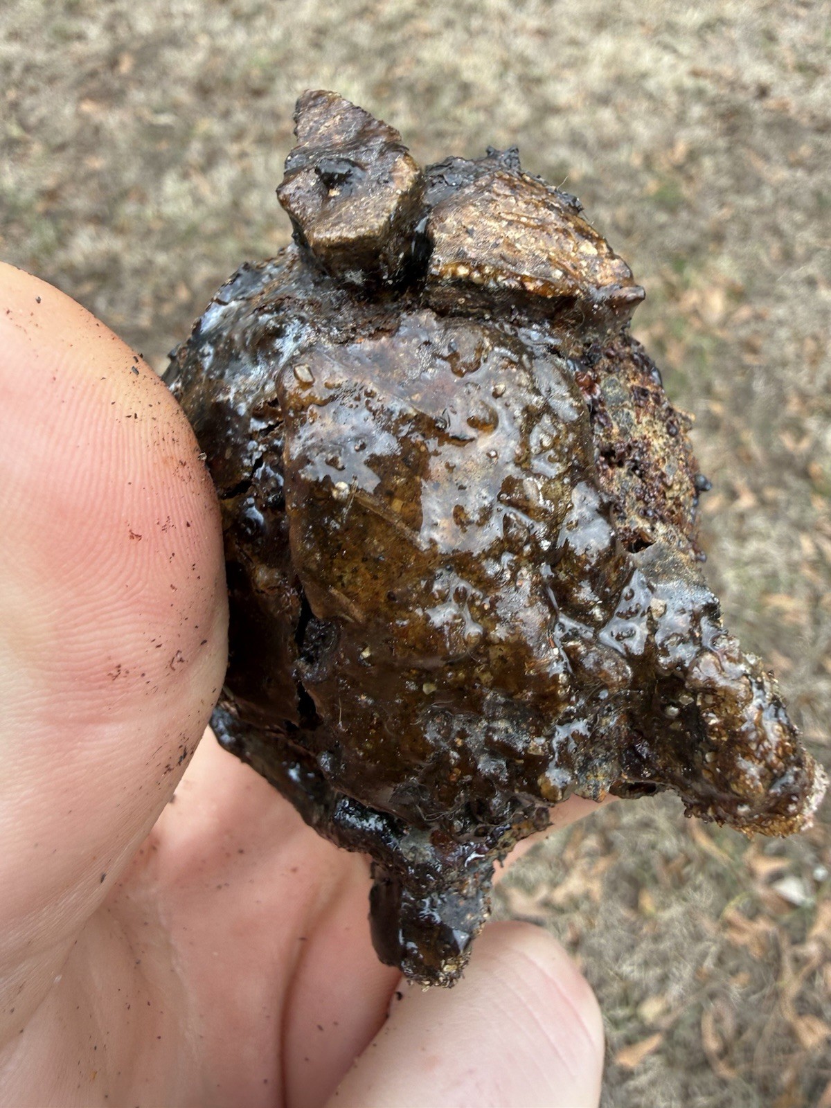 1715 Treasure Fleet Shipwreck Recovered Small Iron Cannonball - Encrusted