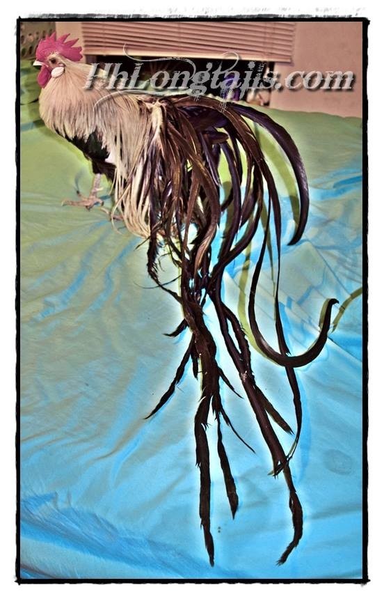 6+ Silver Phoenix longtail Chicken hatching eggs SHOW QUALITY