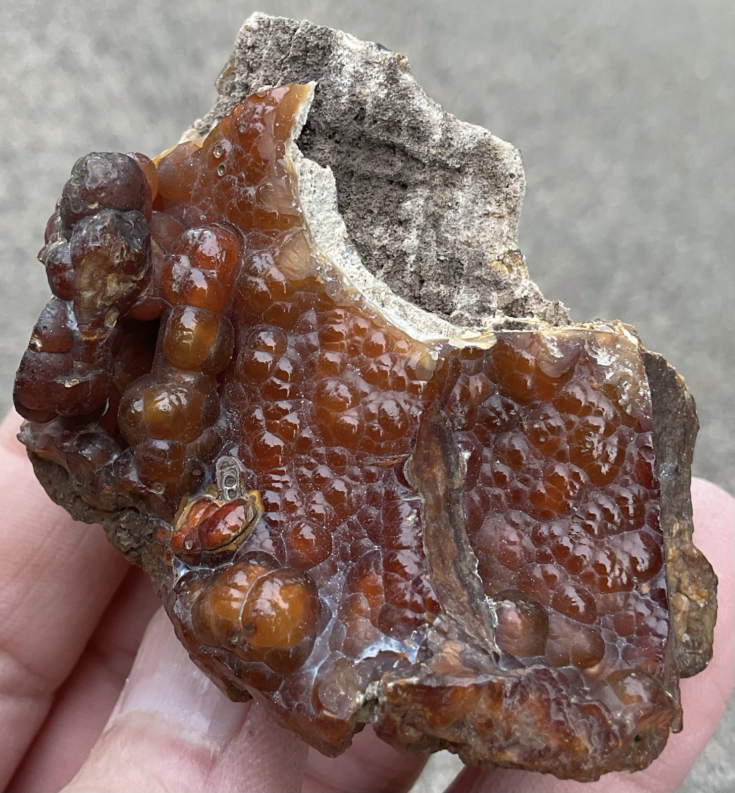 103g Botryoidal Agatized Coral Fossil Chalcedony Stalactite Florida