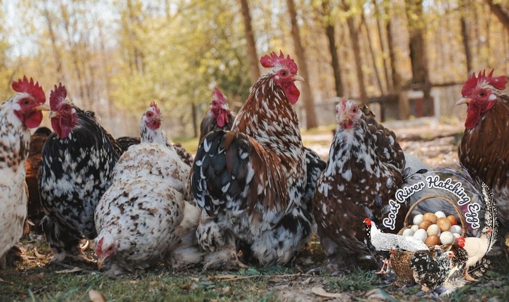 Bantam Cochin Hatching Eggs 6 Eggs  Assorted Colors NPIP