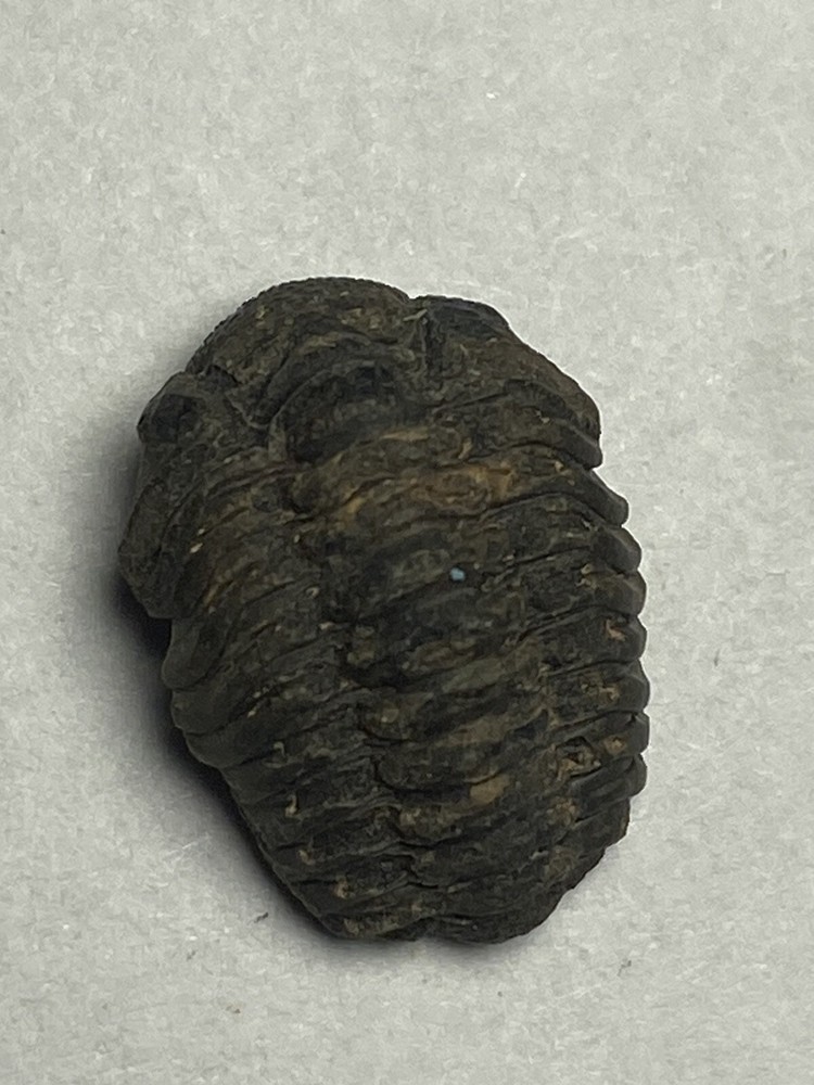 Fossil Acastoides Trilobite