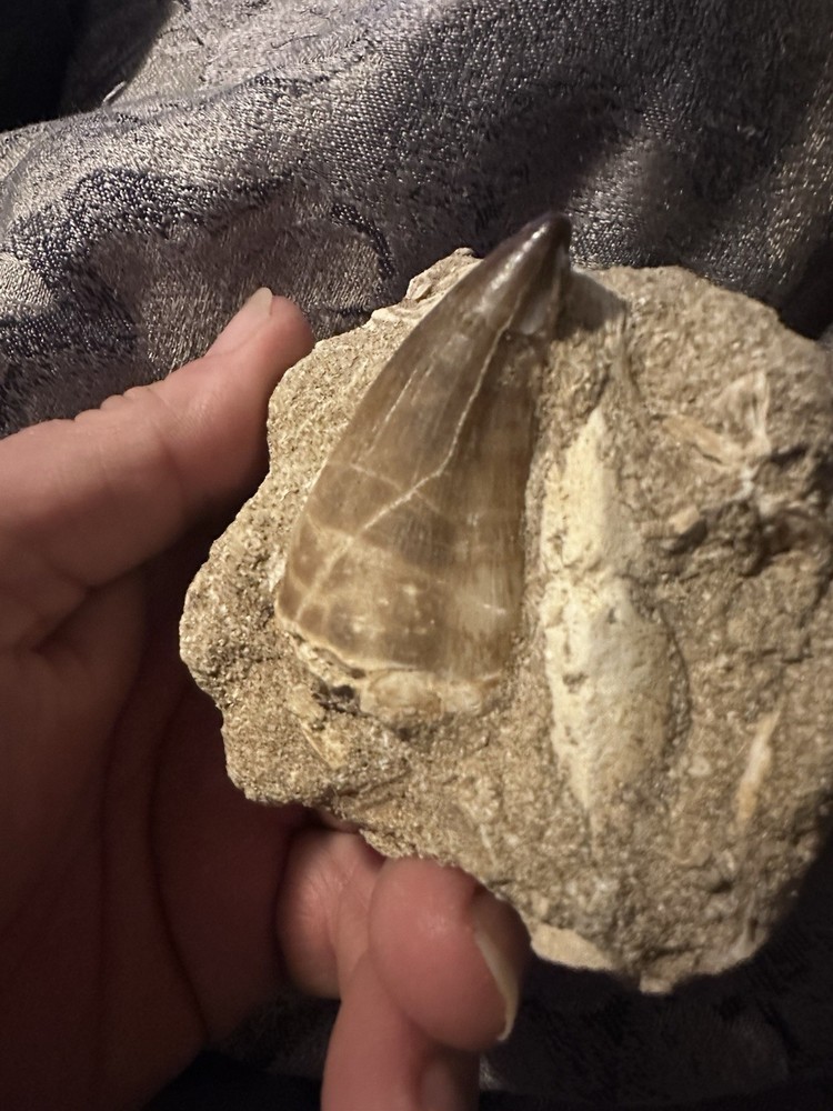 Mosasaur Tooth In Matrix