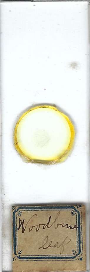 Woodbine Leaf Microscope Slide for Polariscope