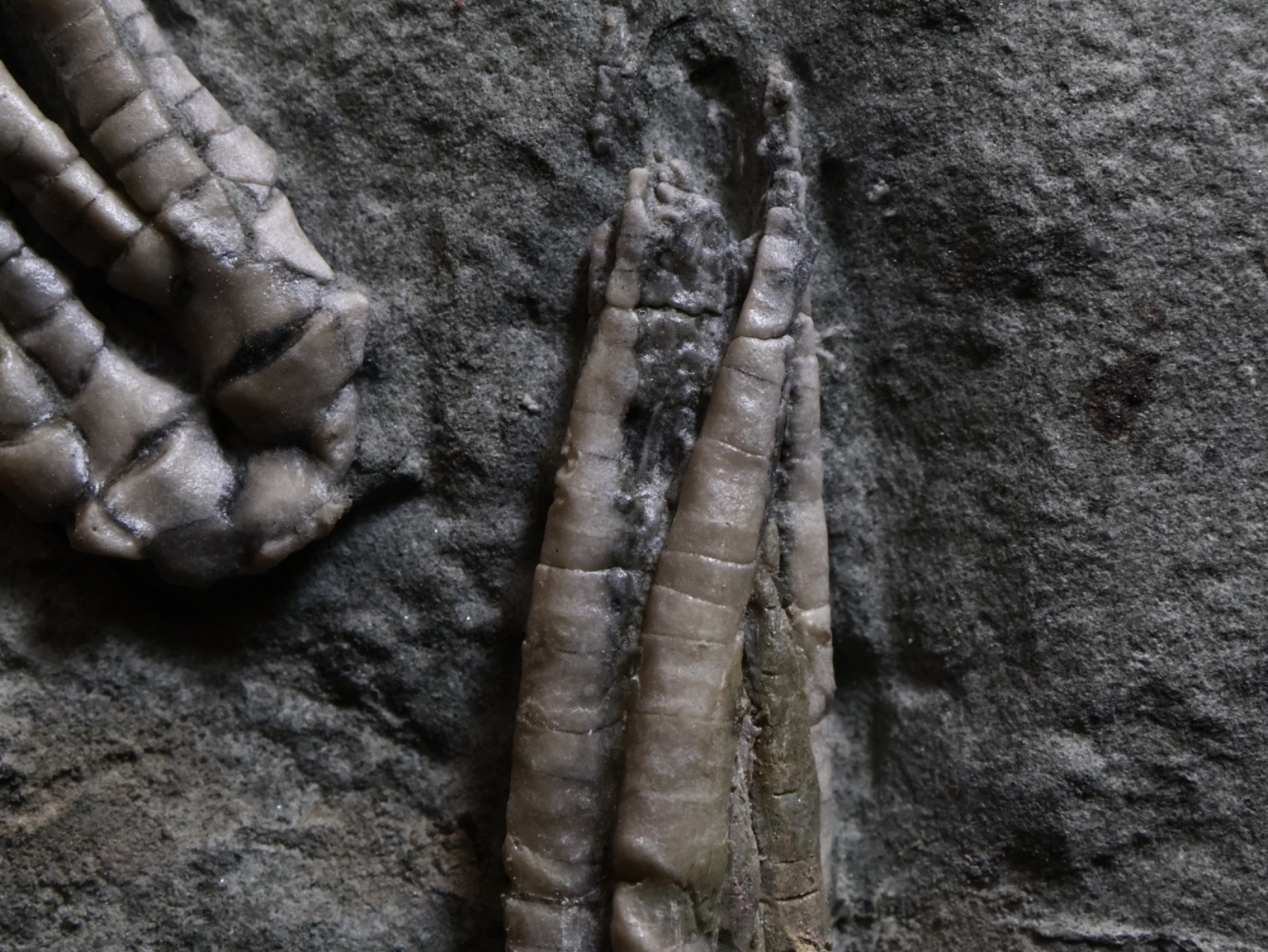 Two Scytalocrinus decadactylus Fossil Crinoids, Crawfordsville, Indiana