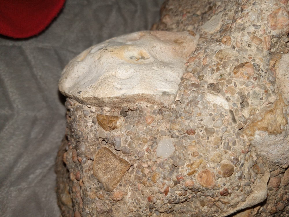 Clam? Fossil On Matrix