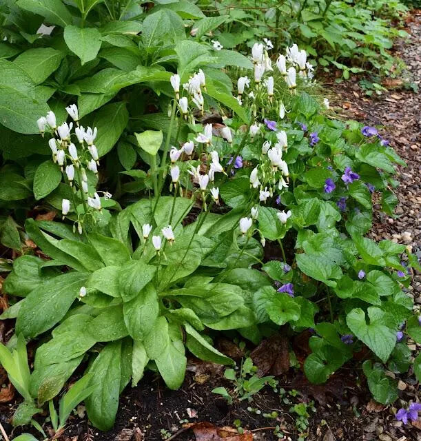 Shooting Star (Dodecatheon meadia) Bare-root