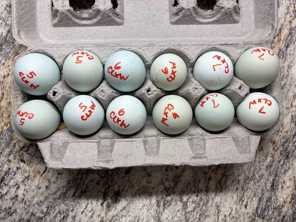 12 + Extras - F1 Olive Egger Hatching Eggs (NPIP# 34-785)