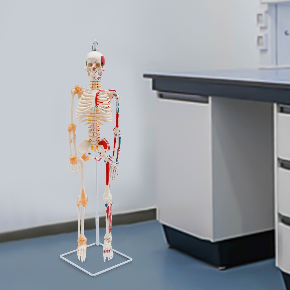 Human Skeleton Model, 34" Half Life Size Skeleton Model with Spinal Nerves