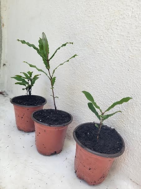 Beaumont Macadamia Nut Seedling (Macadamia integrifolia)
