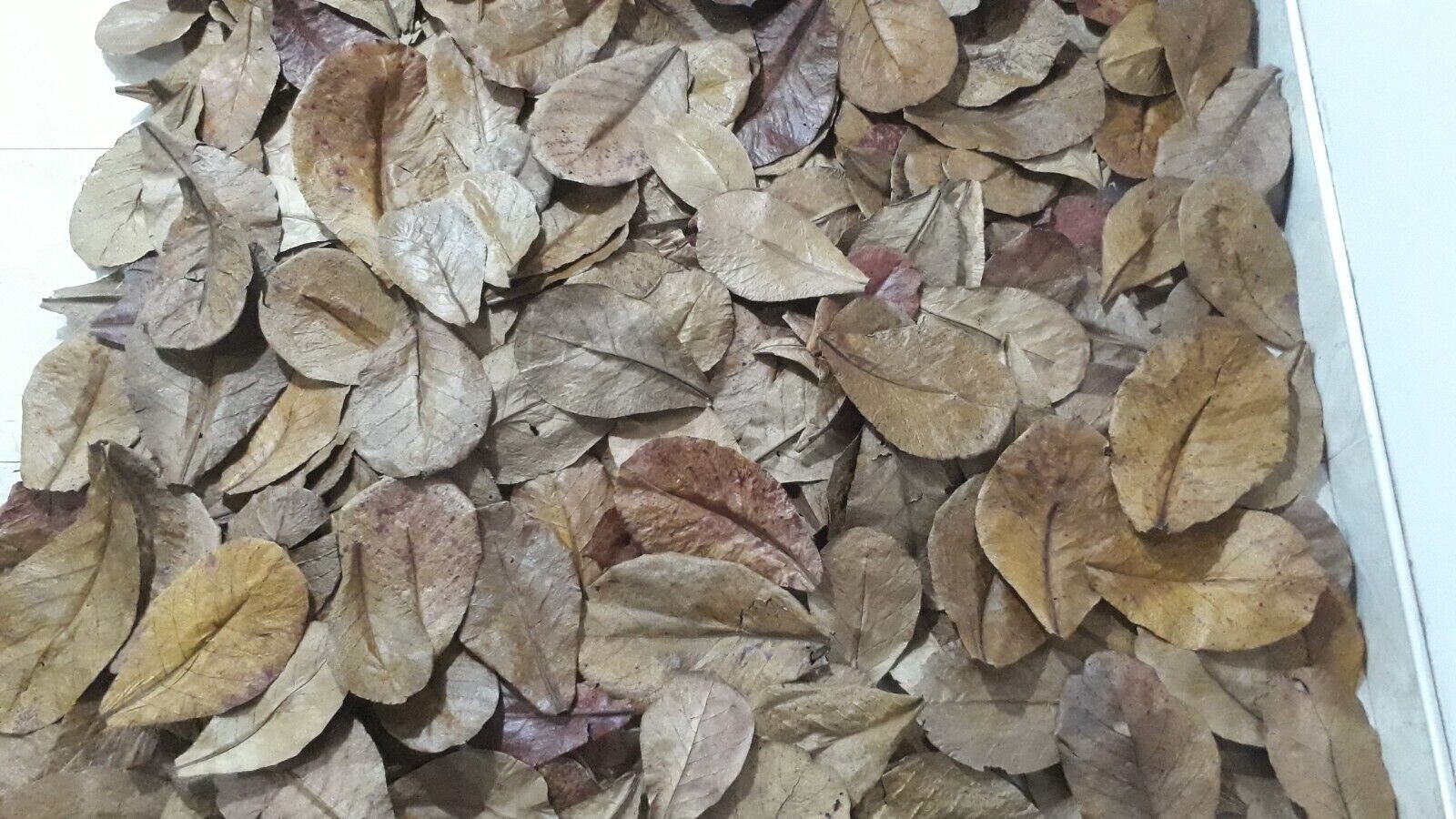 120g LARGE Indian Almond Catappa Ketapang Leaf Leaves Aquarium Betta Fish Shrimp